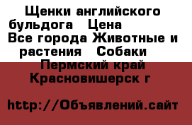 Щенки английского бульдога › Цена ­ 40 000 - Все города Животные и растения » Собаки   . Пермский край,Красновишерск г.